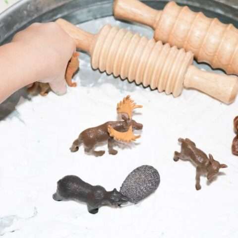Image for The World of Animal Tracks