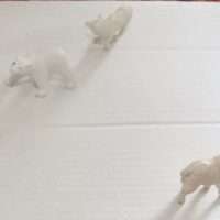 Image for Polar Puzzles: Cracking the Case of the Snowy Bear Mystery