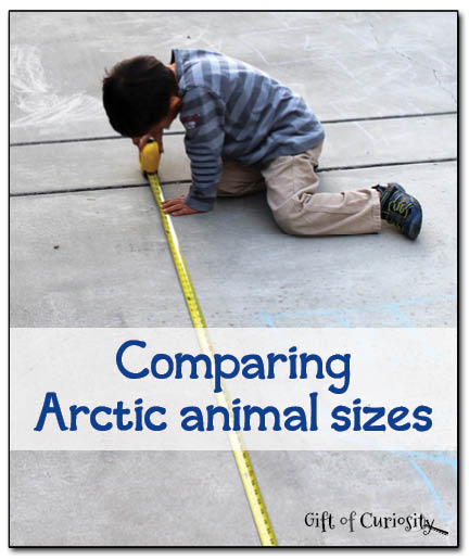 Comparing Arctic animal sizes Gift of Curiosity