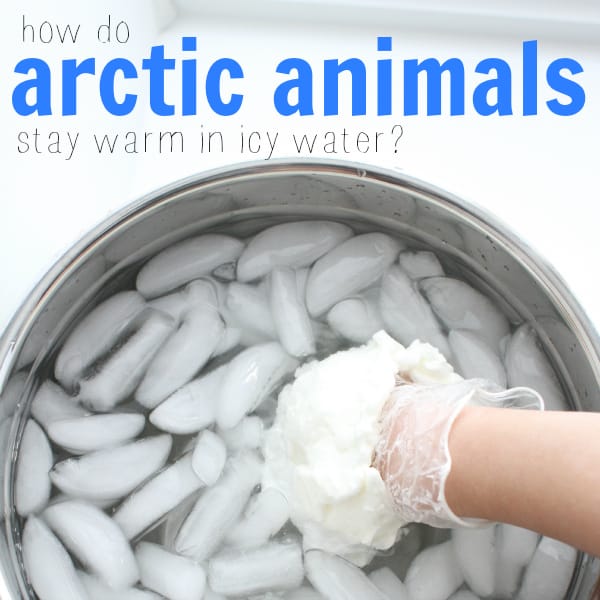 arctic animals in icy water square