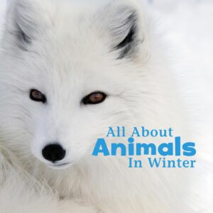 all about animals in winter book