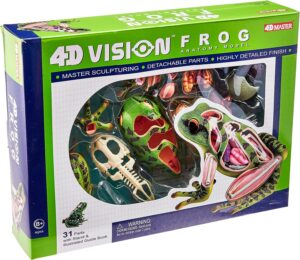 4d frog anatomy model