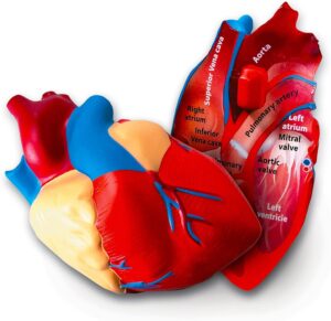 cross section heart model