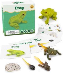 frog life cycle kit