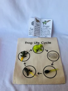 frog life cycle mat