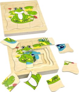 frog life cycle puzzle