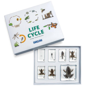frog life cycle specimins