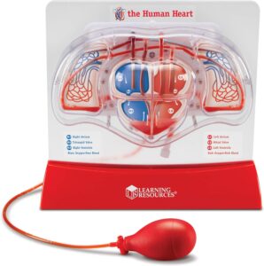learning resources pumping heart model
