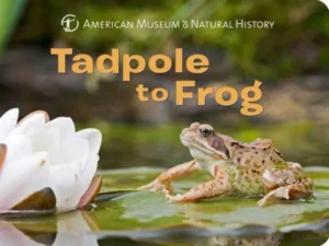 tadpole to frog book 1
